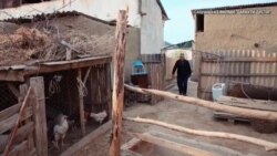 "Дарахти дӯстӣ"- филми мустанад аз марзи Тоҷикистону Қирғизистон "Дарахти дӯстӣ"- филми мустанад аз марзи Тоҷикистону Қирғизистон