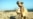 Camel Breeding, Melon Harvesting, Stonemasonry: How IS Sells Its 'Utopia'