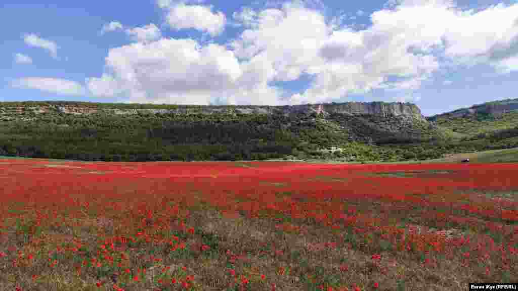 Вранці 26 березня поле, розташоване між селищами Тернівка і Сахарна Головка, скосили тракторами