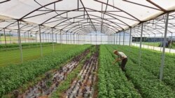 Povećani uvoz diže cijene, crnogorska rukola 'uzvraća udarac'