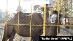 Шутур дар Боғи ҳайвоноти Душанбе