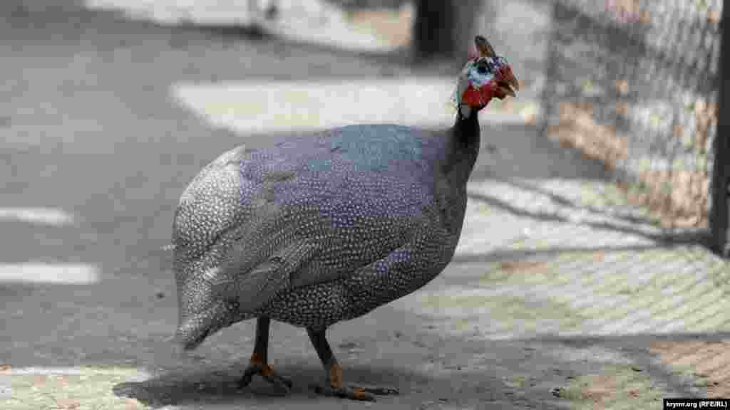 В «птичьем дворе» можно встретить десятки видов пернатых