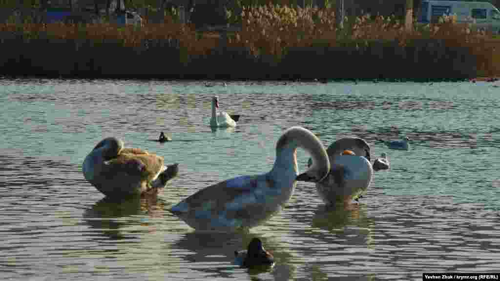 Молоді лебеді чистять пір'я