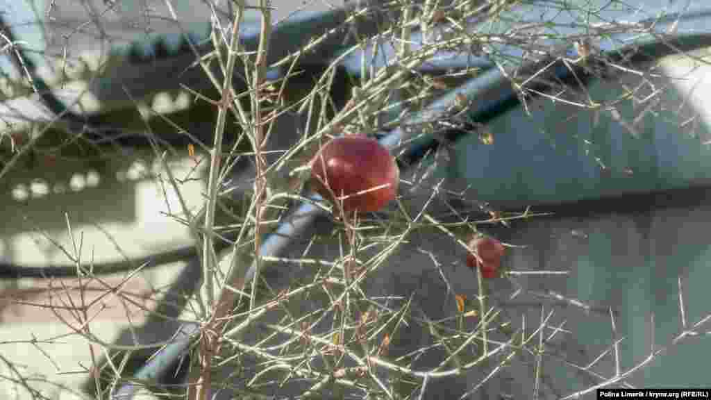 Дозріли плоди граната, на черзі – хурма