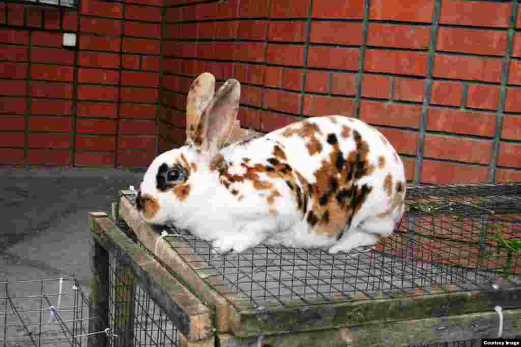 Кролик калифорнийский, голландский, чешский... Выставка-ярмарка длинноухих разных пород открылась в Махачкале. 