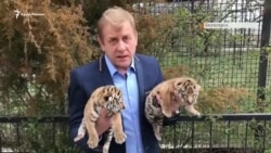 Алтай і Тайган: новонароджені тигренята в парку Олега Зубкова (відео) Алтай і Тайган: новонароджені тигренята в парку Олега Зубкова (відео)