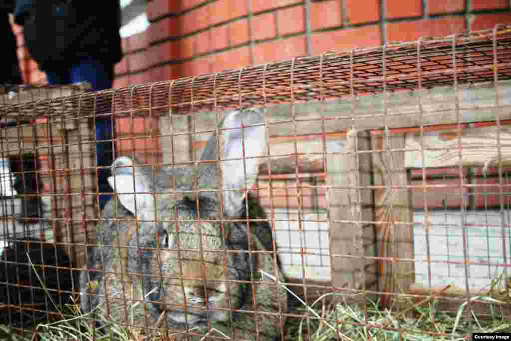 "А кому-то позволили вне клетки посидеть. Целый день один".