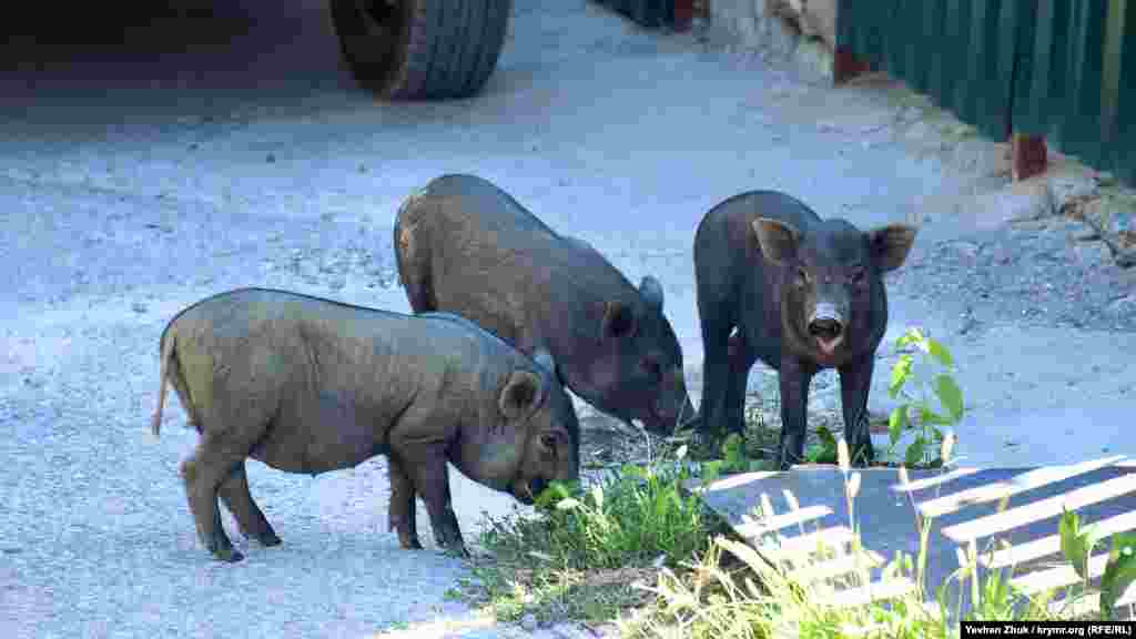 В'єтнамські свинки пасуться прямо на вулиці
