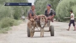 Занони тоҷикистонӣ дар ҷустуҷӯйи кор ба Қирғизистон мераванд Занони тоҷикистонӣ дар ҷустуҷӯйи кор ба Қирғизистон мераванд