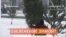 Срубленные деревья вкопали в снег к Универсиаде