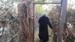 Дар Суғд як ҳазору чорсад саги дайдуро маҳв намудаанд Дар Суғд як ҳазору чорсад саги дайдуро маҳв намудаанд