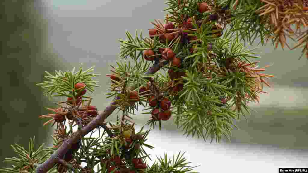 Дорогою на гору на схилах росте велика кількість різних ендемічних рослин, в тому числі червонокнижного ялівцю. Це – ялівець колючий