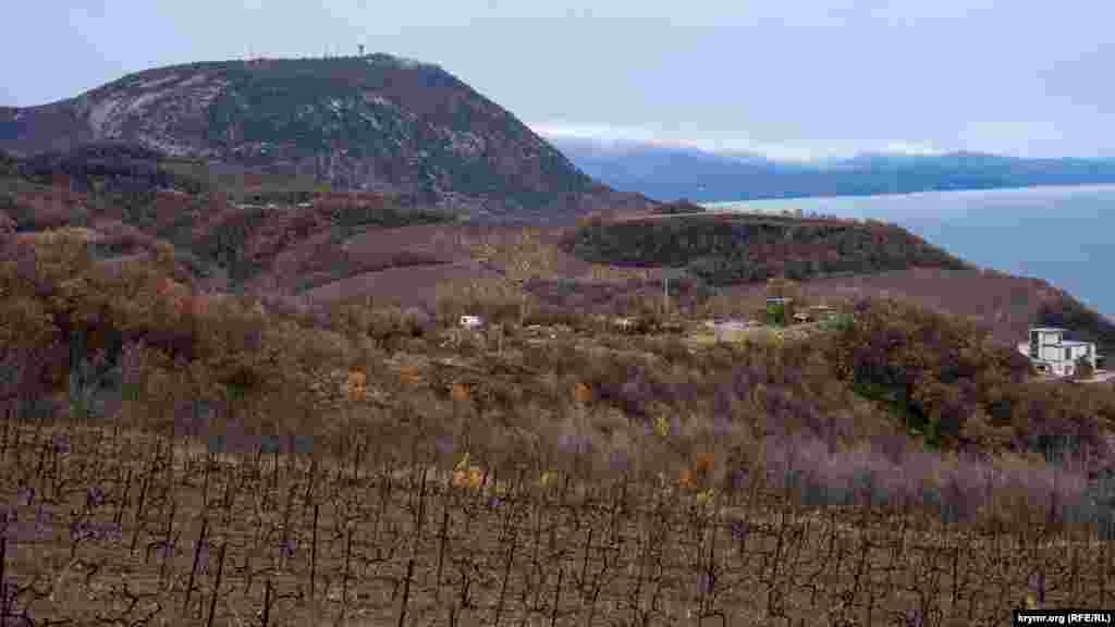 Виноградники «Массандры» на фоне горы Кастель, куда не ступает нога туриста: еще с 50-х годов прошлого века там, на горе, хозяйничают военные