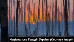 Серебрянський ліс навесні 2024 року