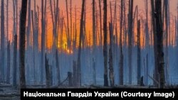 Серебрянский лес в Луганской области весной 2024 года