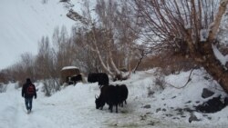 Оқсақолов чаро охирин "дастёраш"-ро кушт? Оқсақолов чаро охирин "дастёраш"-ро кушт?