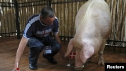 Funtik the pig correctly predicting Denmark's June 9 win over the Netherlands.