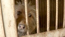 Shot Or Thrown Away: Stray Dogs In Central Asia Face Brutal Treatment Shot Or Thrown Away: Stray Dogs In Central Asia Face Brutal Treatment