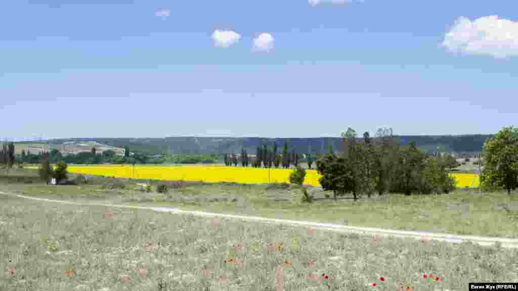 На околицях селища Сахарна Головка поля засаджені технічною культурою – ріпаком