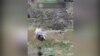 Contraofensiva ucraineană a oprit înaintarea rusă de lângă Pokrovsk, dar civilii continuă să sufere