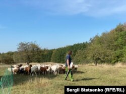 Фермер Антонін Земан зі своєю отарою овець та кіз