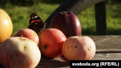 Яблыкі, ілюстратыўнае фота