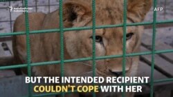 Exotic And Abandoned: A Russian Refuge For Wild Misfits