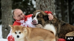 Владимир Путин "Баффи" ва "Юми" гьабигун васандулев. Ново-Огарево, 24Мар2013