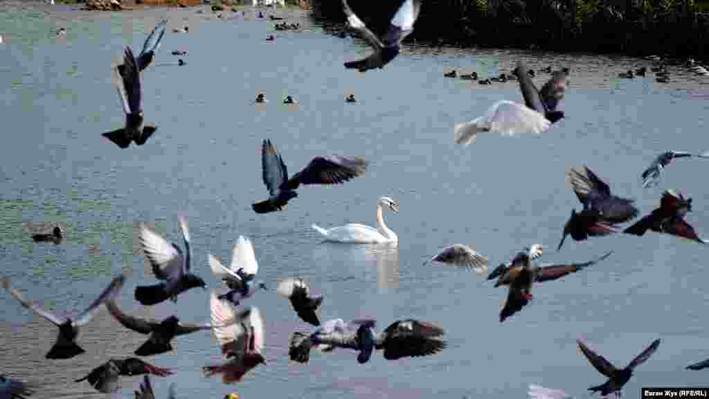 Білий лебідь розлякав голубів 