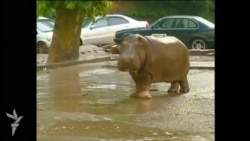 Сели харобиовар дар Тифлис (Тбилиси) Сели харобиовар дар Тифлис (Тбилиси)