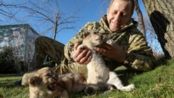 Зубков в тяжелом состоянии: напал лев из Мариуполя? (видео) Зубков в тяжелом состоянии: напал лев из Мариуполя? (видео)