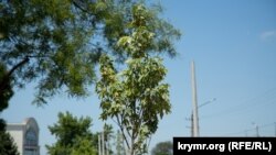 Зелень на ветер: как Симферополь «украсили» сухостоем (фоторепортаж)