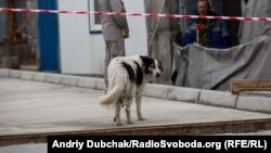 Один з псів, які живуть на КПП біля конфайнменту ЧАЕС