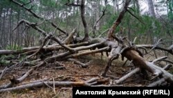 Як пояснюють в державній службі, дерева всихають через зміну клімату