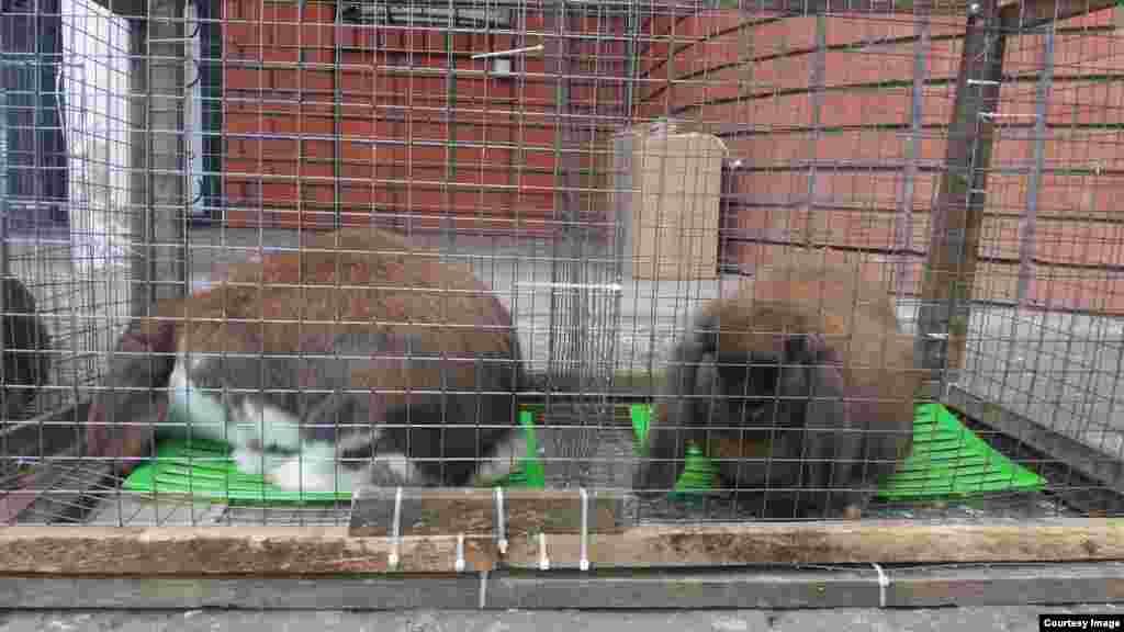 "Слышь, а что это у людей уши такие маленькие ?"