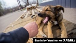 Чорнобильські собаки тримаються біля ліквідаторів і туристів