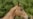 Legendary Horses Make A Comeback