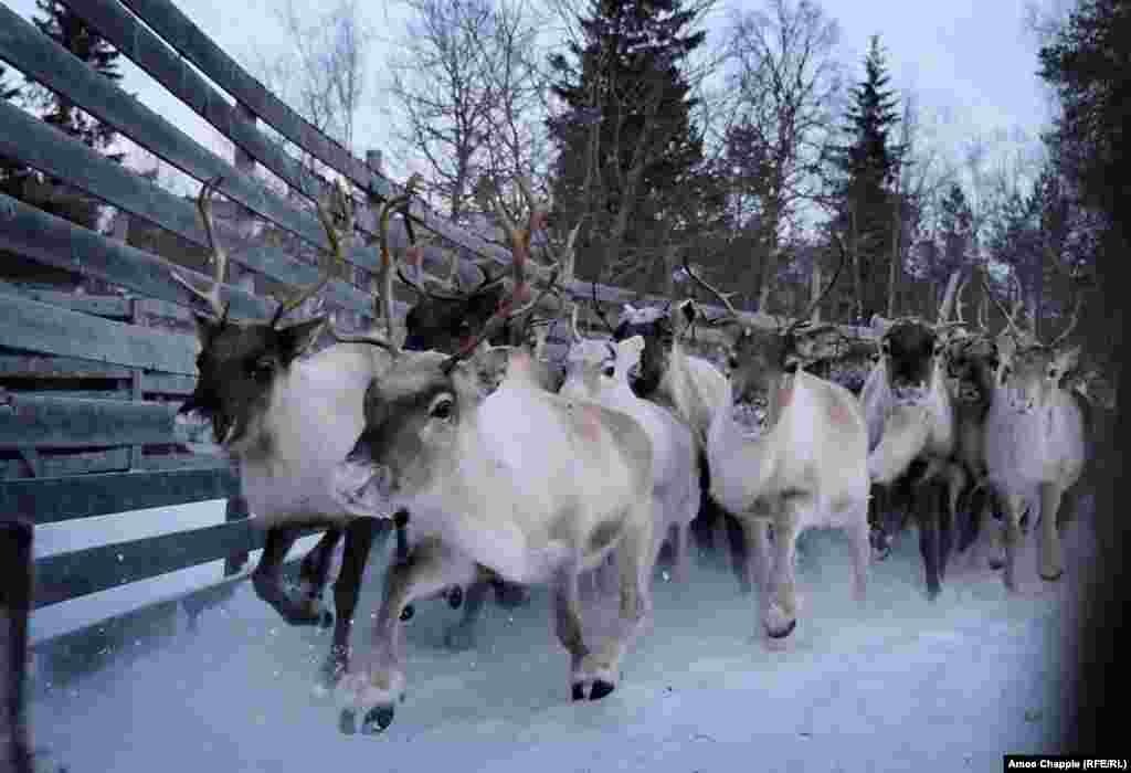 They drive the reindeer through the mountains and toward a corral, where many will be slaughtered for their meat. But only if they're not too radioactive to eat. 