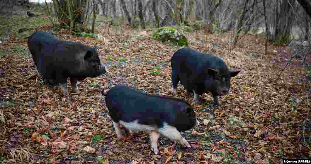 Обитатели парка – семейтво вьетнамских свиней 