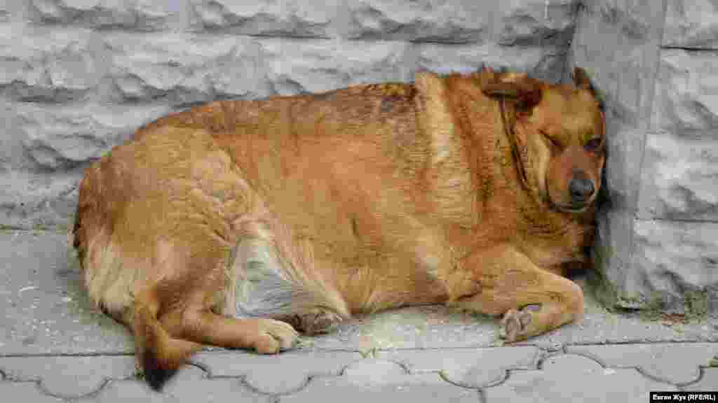 Собака-«відпочивальниця»