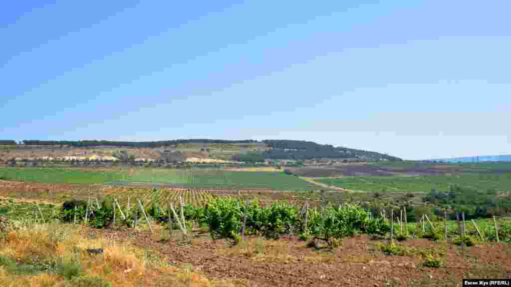 Ушаковку оточують виноградники агрофірми «Золота Балка»