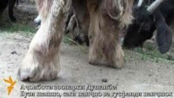 Аҷоиботи боғи ҳайвоноти Душанбе Аҷоиботи боғи ҳайвоноти Душанбе