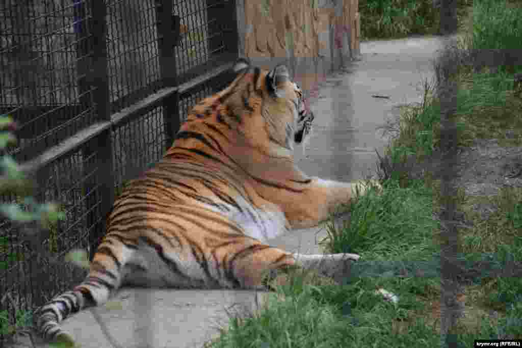 В «Тайгане» живут около 30 тигров
