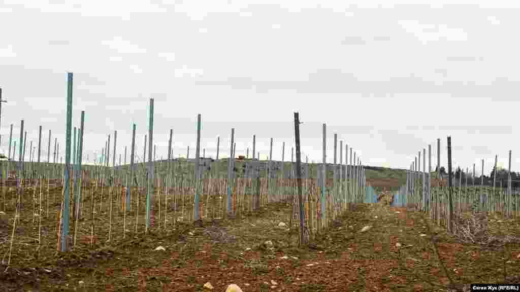 Біля підніжжя гори Гасфорта розкинулися молоді виноградники агрофірми «Золота Балка»