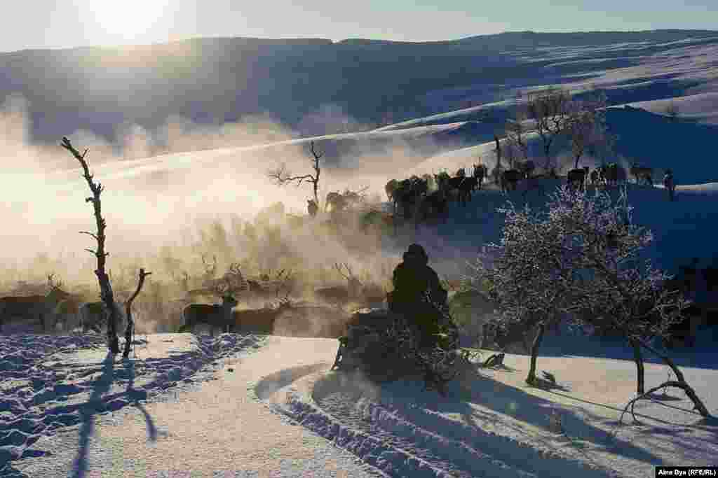 Around three times a year, Kjell and his team of herders take to their snowmobiles or motorbikes and gather the herd. 