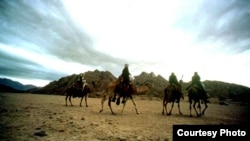Bedouin in Iraq