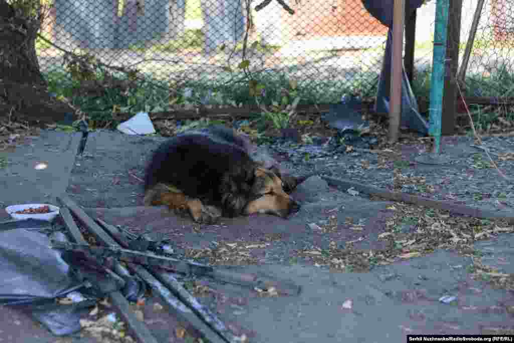 Собака Джессіка вже другий день поспіль чекає на свого загиблого внаслідок російської атаки господаря. Київ, 29 серпня 2025 року.Речниця ДСНС розповіла кореспондентові Радіо Свобода, що чоловіка знайшли неподалік зруйнованого будинку. Він працював охоронцем разом із Джессікою. Собака зараз залишилася одна. Рятувальники звернулися до UA Animals за допомогою 