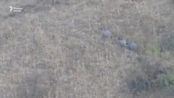 "Аз дасти хукҳо ба дод омадем" "Аз дасти хукҳо ба дод омадем"