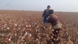 Мавсими имсолаи пахтачинӣ чӣ хел мегузарад? Мавсими имсолаи пахтачинӣ чӣ хел мегузарад?