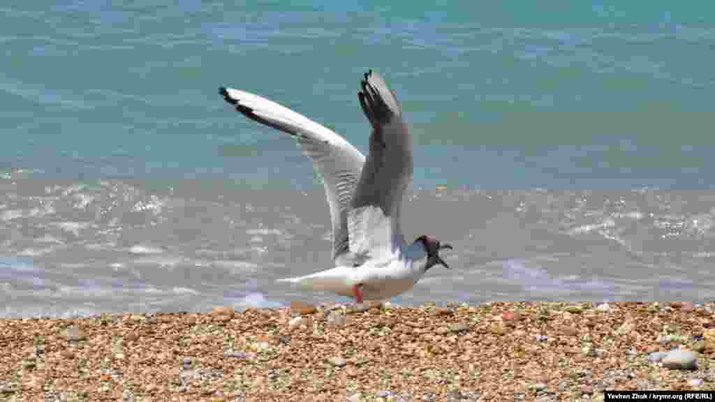 Інша – незадоволена, що її потривожили гучним ревом гвинтів